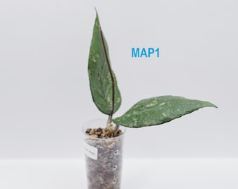 Hoya Publicalyx Albomarginata Splash Rooted Active Growth Point +