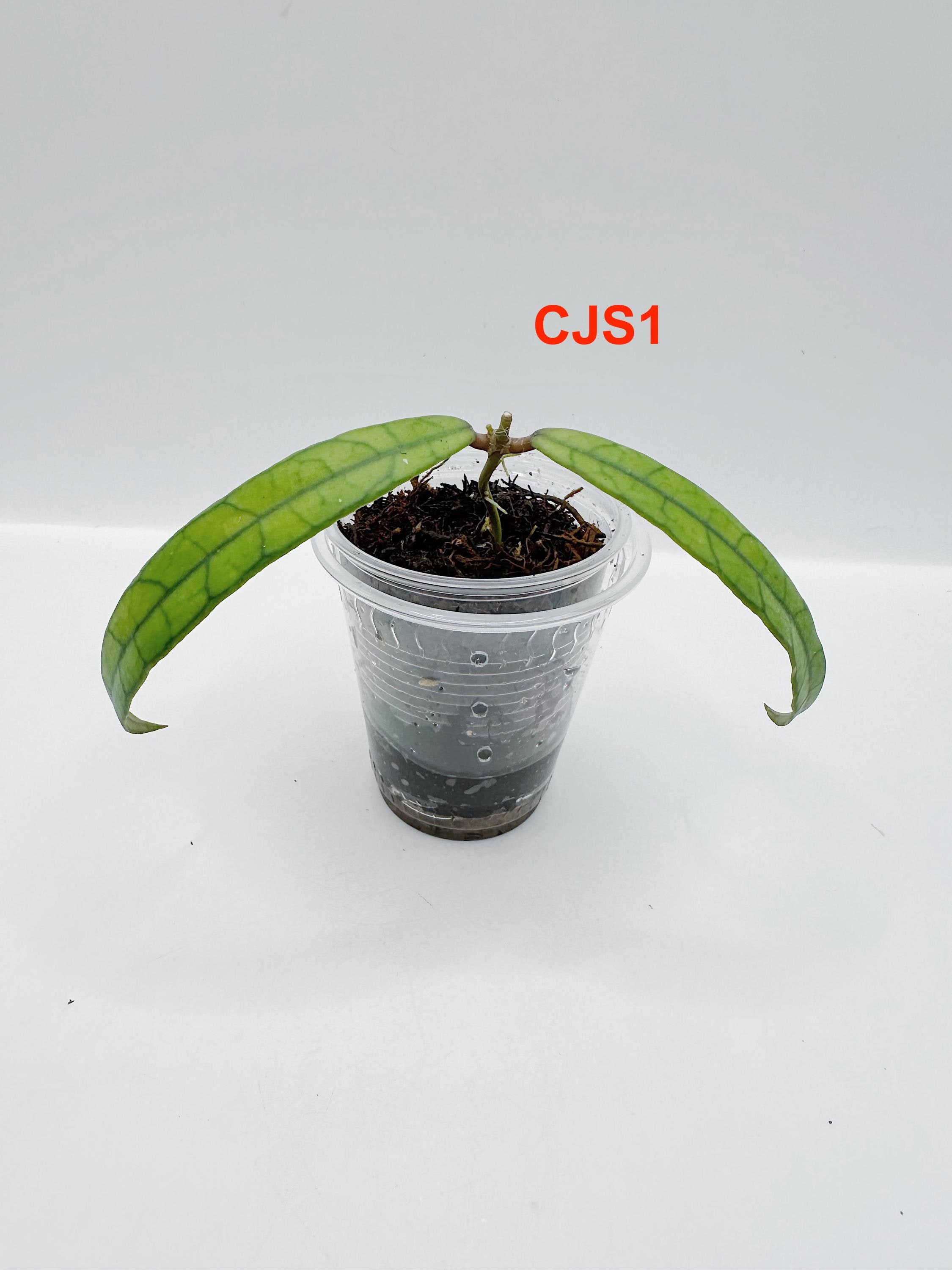Hoya Callistophylla Jungle Spear Rooted Active Growth Point + Free