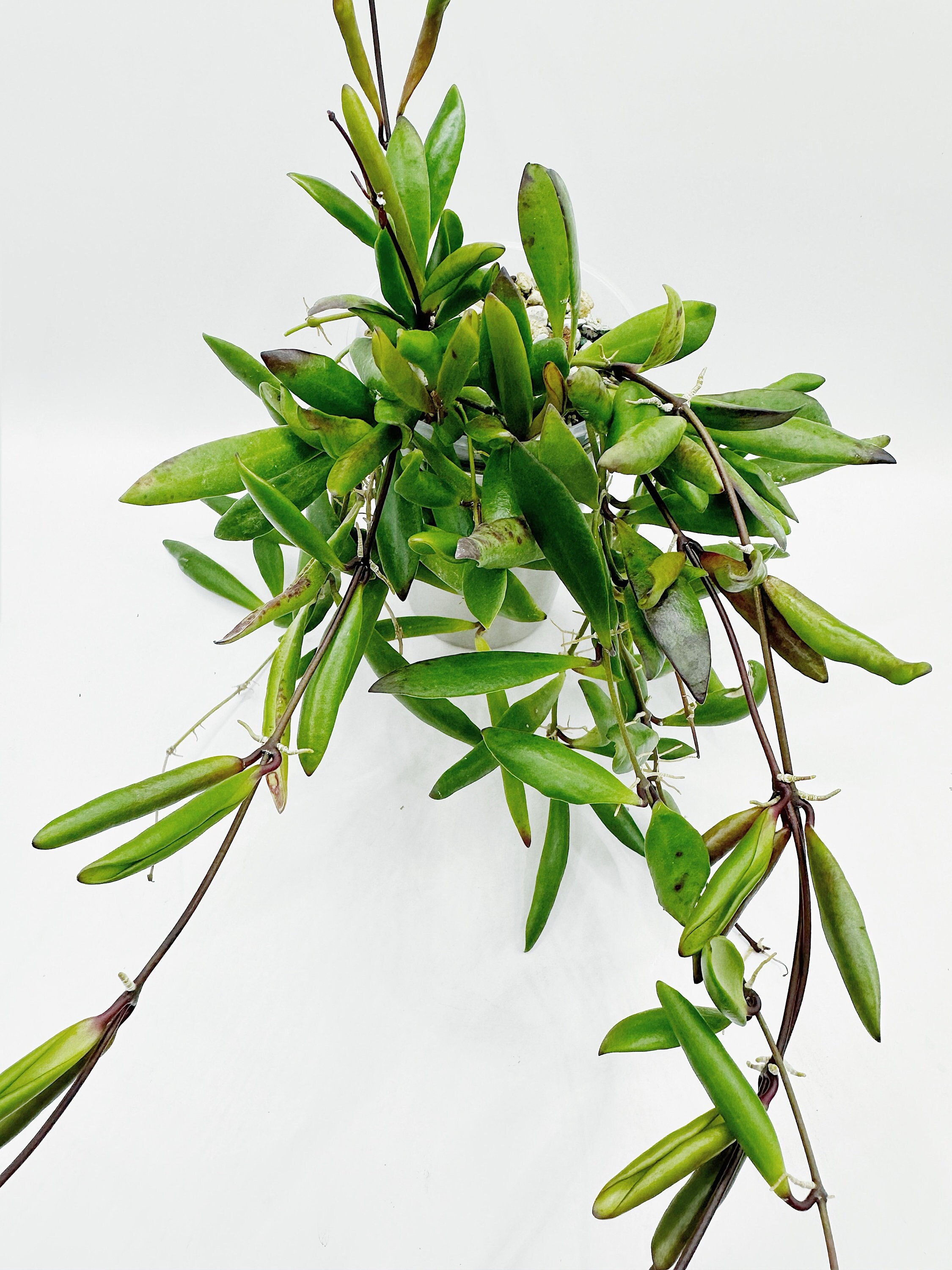 HOYA ロヘリ 250808 21 HOYA ロヘリ 250808 21