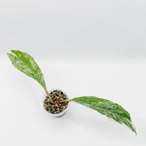 Hoya Publicalyx Albomarginata Splash Rooted Active Growth Point +