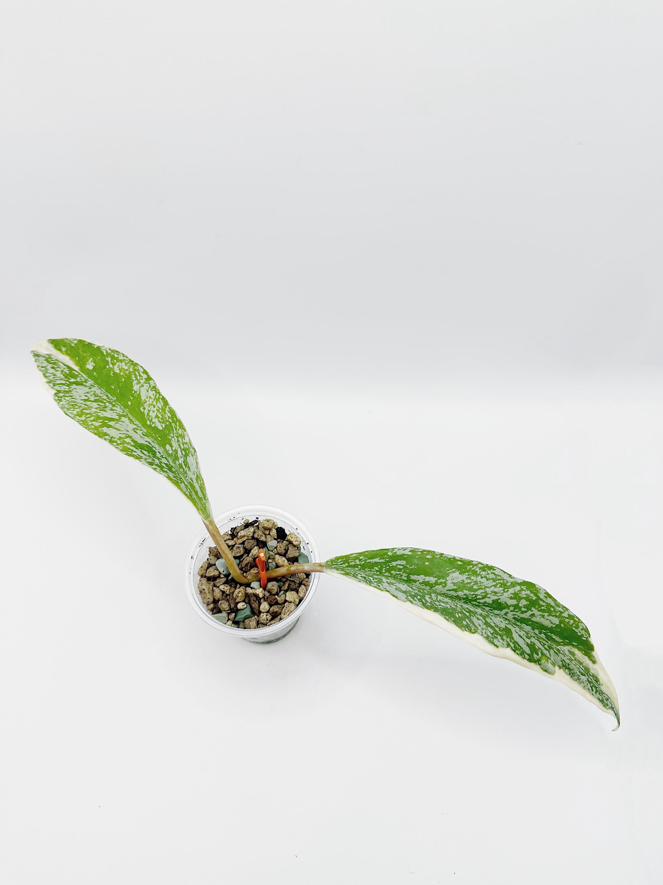 Hoya Publicalyx Albomarginata Splash Rooted Active Growth Point +