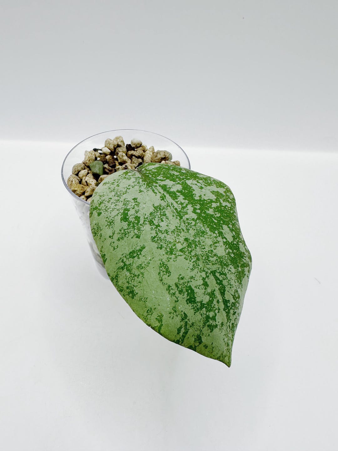 Hoya Cinnamomifolia X Imbricata Silver (stable Clone) Rooted