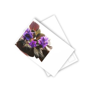 Cartes postales de soleil de pot de fleur (10pcs)