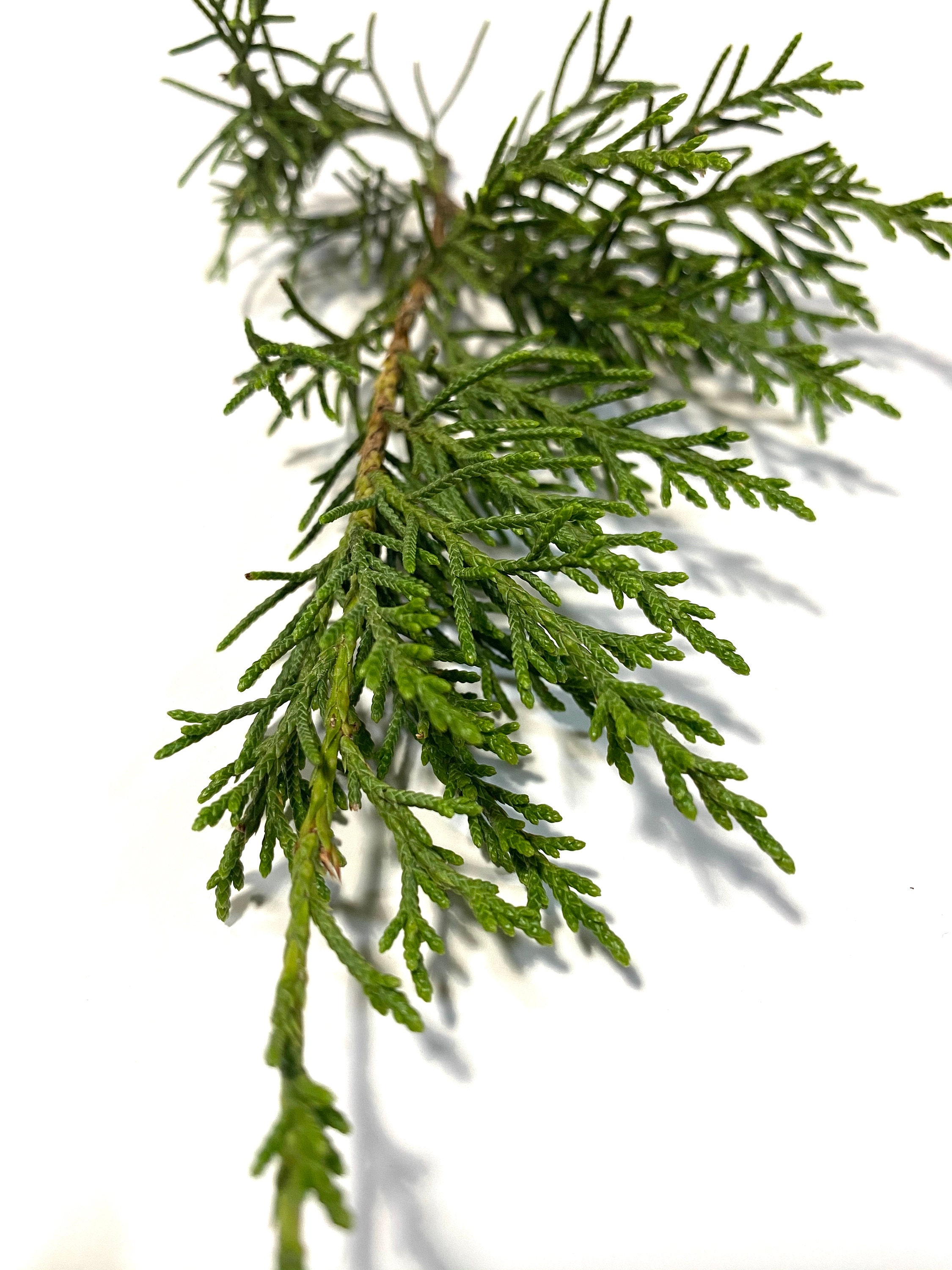 Eastern Red Cedar Juniperus virginiana needles and tips Etsy
