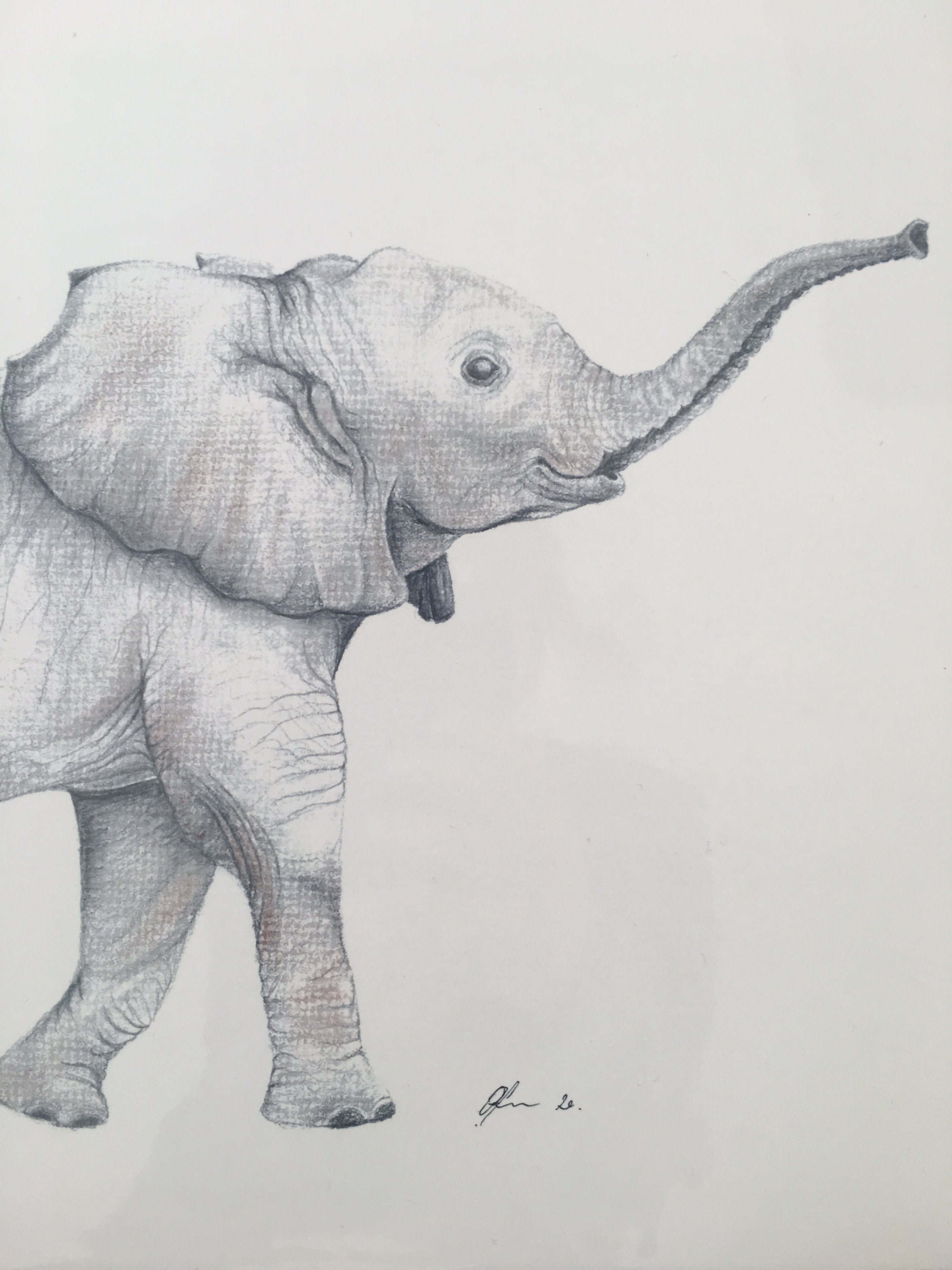 How To Draw A Realistic Baby Elephant