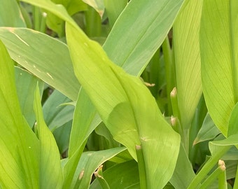 Yellow Turmeric "Curcuma longa" Includes Four (4) Plants