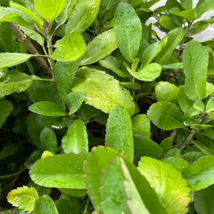 May include: Close-up of a lush green plant with large, textured leaves. The leaves have a slightly yellowed hue and are covered in small water droplets.