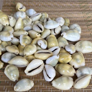 Caracoles cerrado - Closed Cowrie Shells