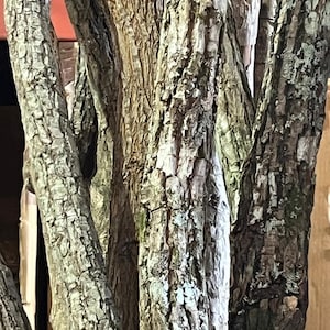 Baston - Eggun - Cane