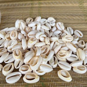 Caracoles Blanco - White Cowrie Shells
