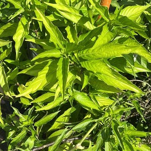 Insulina - Fresh Cuts - Insulin