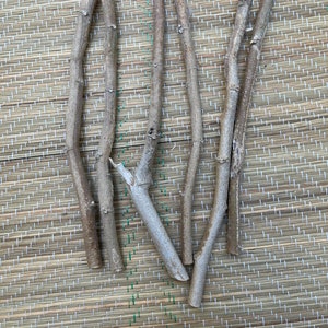 May include: Several thin, light brown tree branches of different lengths are displayed. They are arranged on a woven, light brown mat, giving a natural and rustic feel. The branches have a rough texture.