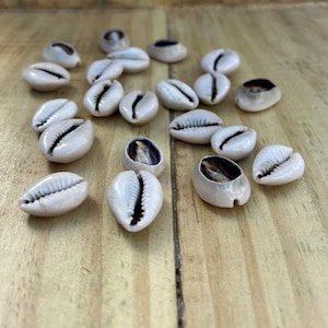 Caracoles - Conchas de cauri
