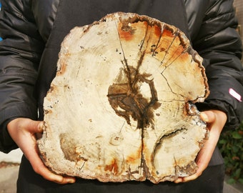 7 Pound 12 Ounce Natural Polished Petrified Wood Quartz Fossil Madagascar