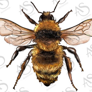 Bee Png Sublimation Design,Western Bee Png, Bee Clipart,Hand Drawn Bee Png, Bee Portrait Png,Western Design Png Downloads