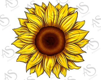 Sunflower Background Png Sublimation Design,Sunflower Png, Hand Drawn Sunflower Png, Sunflower Clipart Png, Sunflower Png Digital Download