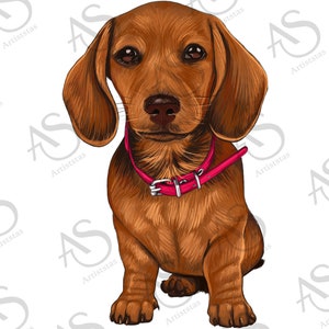 perro salchicha perro animal 24555844 PNG