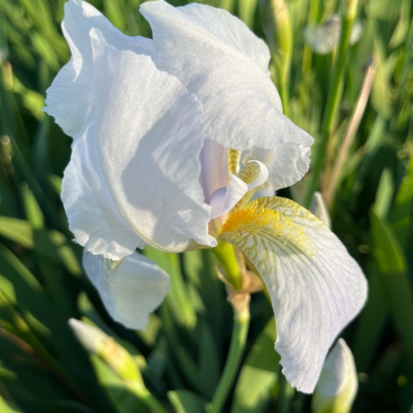 Florentina white historic iris