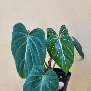 Philodendron Gloriosum/Leavesandshades/FREE SHIPPING/U.S seller/U.S buyers only