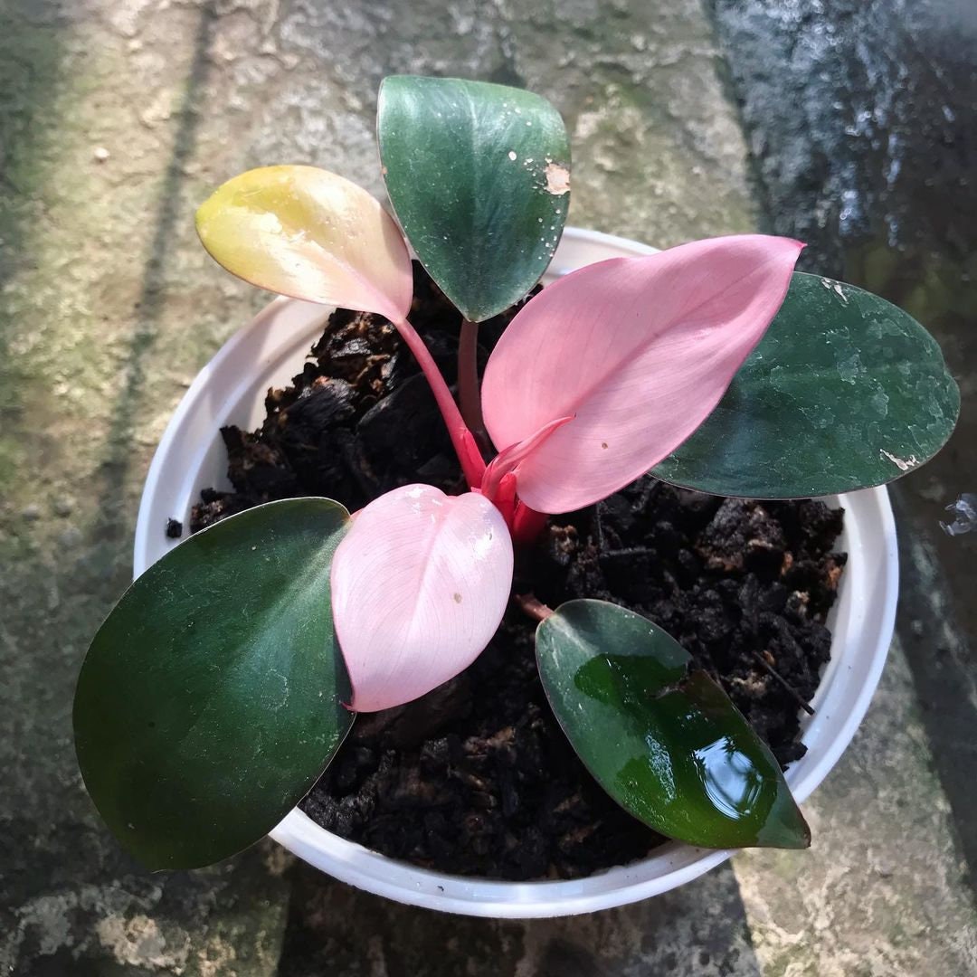 Pink Congo Philodendron For Sale – BNVB