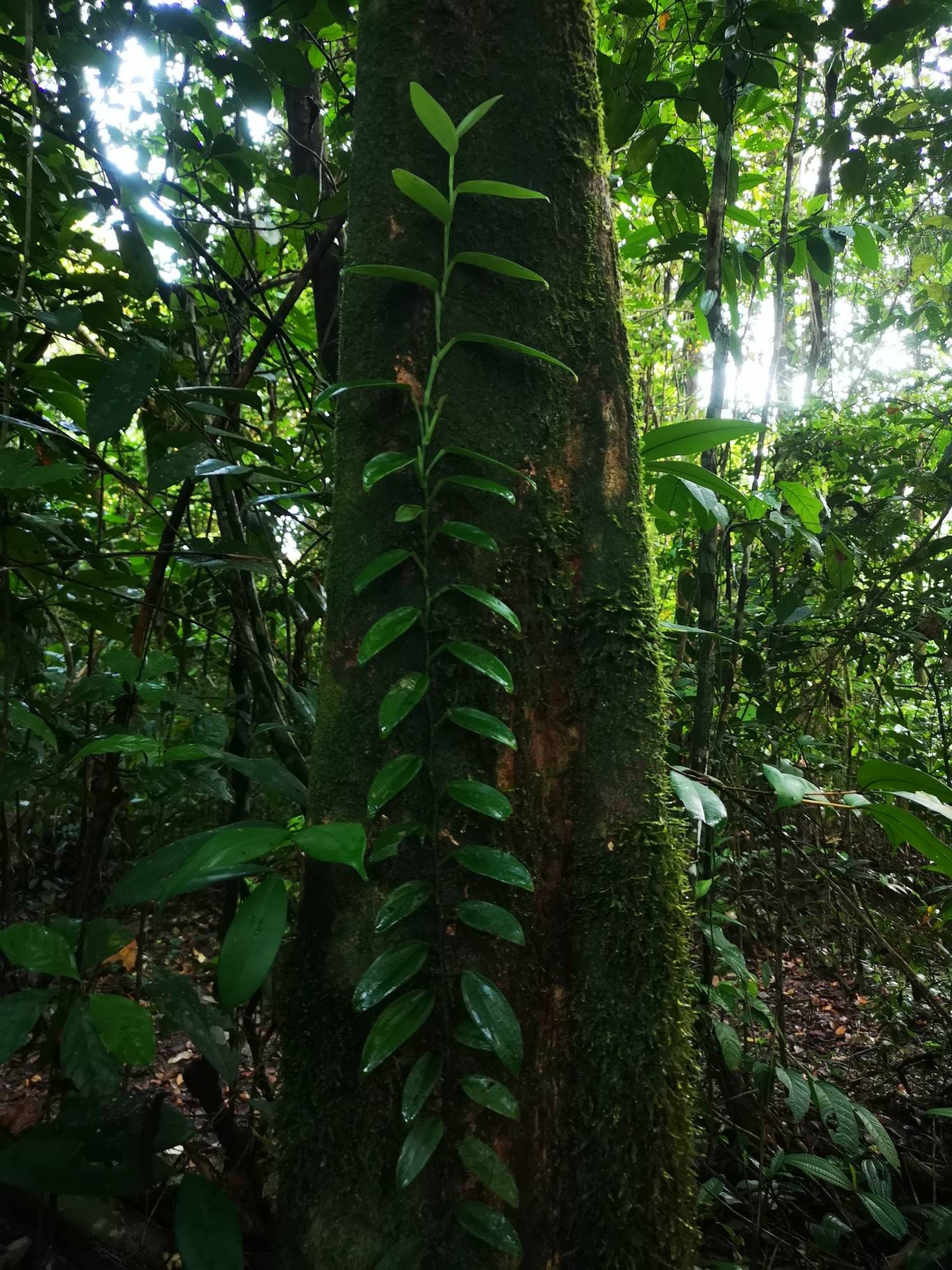 Monstera Sp Guyane Française