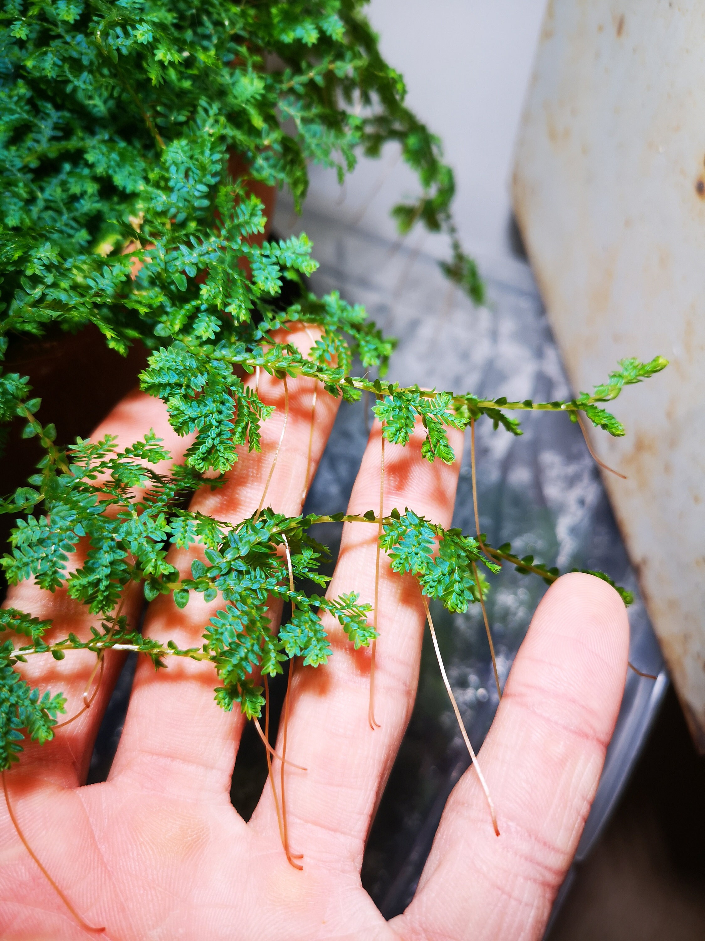 Bouture Selaginella Uncinata