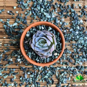 May include: A light purple succulent plant with green leaves in a terracotta pot with green and white gravel.