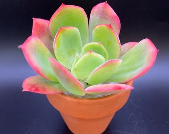 Echeveria Luella /Rooted pups/ Unrooted leaves for propagation/ Succulent Plant