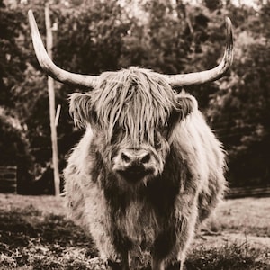 Highland Cow DIGITAL Picture | Wall art | Poster |black and white photo | Large Cow print