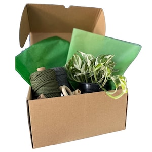 Macrame Plant Hanger Kit + Live Plant • DIY • Beginner Craft Gift