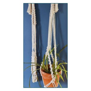 May include: Two off-white macrame plant hangers made of thick cotton cord. One hanger is empty and features intricate knotted patterns, while the other holds a terracotta pot containing a green spider plant with long, slender, pointed leaves.