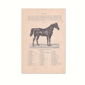 Horse Anatomy 1902 | Original lithograph from old reference book from 1902 | 120 year old non-fiction book page | horse illustration