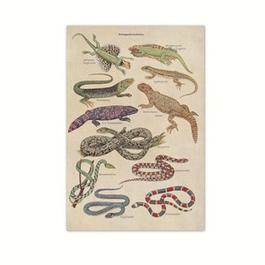 Creature in scala 1956 | Immagine originale dal vecchio dizionario del 1956 | Pagina del libro dell'enciclopedia di 65 anni | lucertole e serpenti
