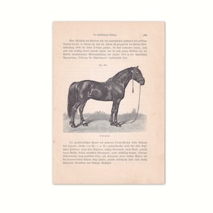 Orlov Trottatore Stallone 1902 | Litografia originale da vecchio libro di consultazione del 1902 | Pagina del libro di saggistica di 120 anni| illustrazione del cavallo
