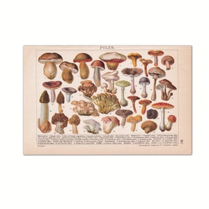 Vintage Mushrooms 1923 | Original picture print from old encyclopedia from 1923 | 100 year old encyclopedia book page | Original color print
