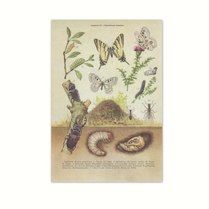 Könnte beinhalten: Eine alte, lehrreiche Tafel, die den Lebenszyklus von Insekten veranschaulicht. Die Tafel zeigt einen Hirschkäfer, einen Schwalbenschwanz, einen weißen Schmetterling, eine Raupe, eine Puppe und eine Ameise. Der Text auf der Tafel lautet: "Insekten III - Geschichtliche Insekten 1. Segelfalter Papilio podalirius, 1a Raupe, 1b Puppe, 1c Imago. 2. Apatura Iris, 2a Raupe, 2b Puppe, 2c Imago. 3. Schwarzer Apollo Parnassius mnemosyne, 3a Raupe, 3b Puppe, 3c Imago. 4. Maikäfer Melolontha vulgaris, 4a Larve, 4b Puppe, 4c Imago. 5. Raupe und Puppe des Eichen-Spinner, 5a Raupe, 5b Puppe. 6. Ameise und Fliege auf Gras.  "