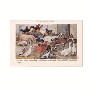 Kleintierzucht 1923 | Originaler Bilddruck aus altem Lexikon von 1923 | 100 Jahre alte Enzyklopädie Buchseite | Original Buntdruck