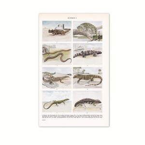 Lucertole 1923 | Stampa dell'immagine originale dalla vecchia enciclopedia del 1923 | Pagina del libro dell'enciclopedia di 100 anni | Lucertole, iguana, geco
