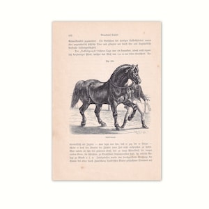 Suffolk Horse 1902 | Original lithograph from old reference book from 1902 | 120 year old nonfiction book page| Horse illustration
