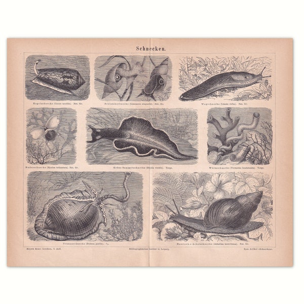 Snails 1875, mud snail | Original lithograph from an old reference book from 1875 | 150 year old non-fiction book page