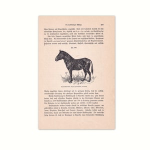 Przewalski&#39;s horse 1902 | Original lithograph from old reference book from 1902 | 120 year old non-fiction book page | horse illustration