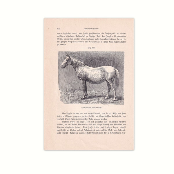 Lipizzaner Mare 1902 | Original lithograph from old reference book from 1902 | 120 year old non-fiction book page | broodmare