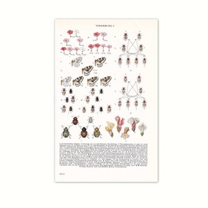 Inheritance 1956 | Original picture from old dictionary from 1956 | 65 year old encyclopedia book page | Biology, Mendel, Genetics