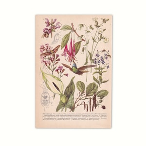 Biologia dei fiori 1962 | Stampa dell'immagine originale dalla vecchia enciclopedia del 1962 | Pagina del libro dell'enciclopedia di 60 anni | Fiore