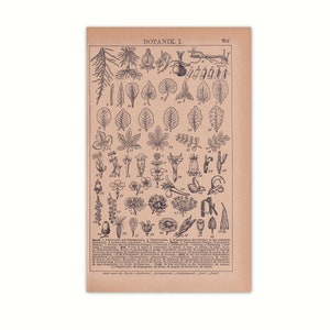 Botany 1923 | Original picture print from old encyclopedia from 1923 | 100 year old encyclopedia book page | Original print