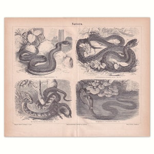 May include: A vintage black and white illustration of four different types of snakes. The illustration is from a book about nature.