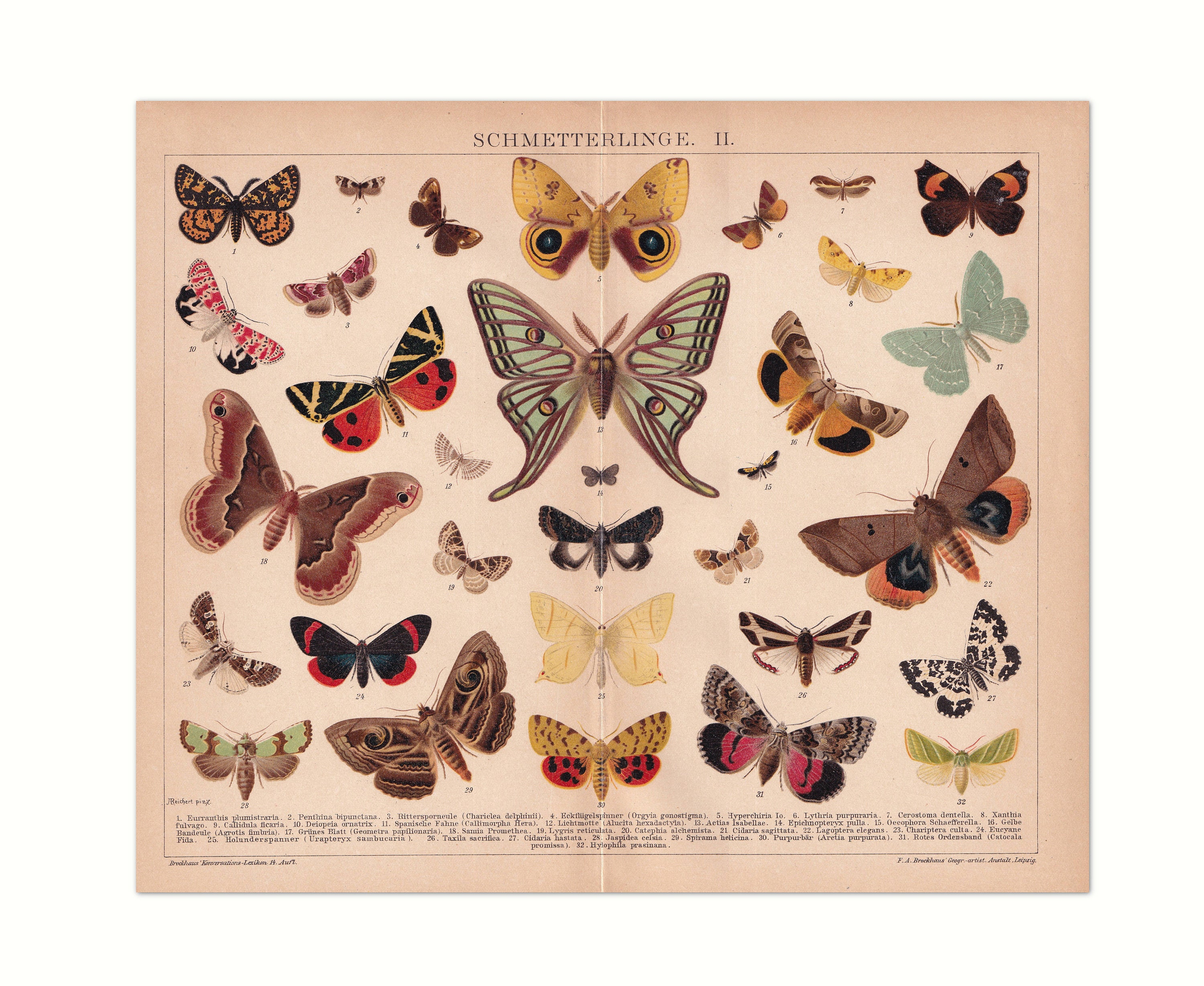 Butterflies 1903, Vintage Butterflies| Original Lithograph From an