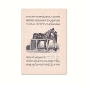 Ilustración de cría de caballos 1902 | Litografía original del antiguo libro de referencia de 1902 | Página de un libro de no ficción de 120 años | nivel de cubierta