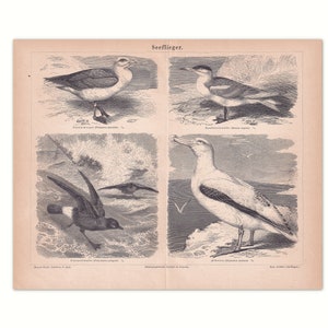 Seaplane 1875, Albatross | Original lithograph from old reference book from 1875 | 150 year old non-fiction book page | birds