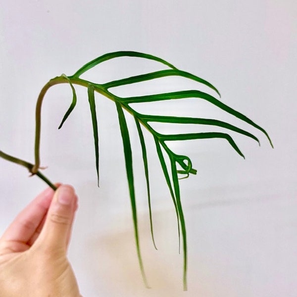 Rare Philodendron Tortum cutting